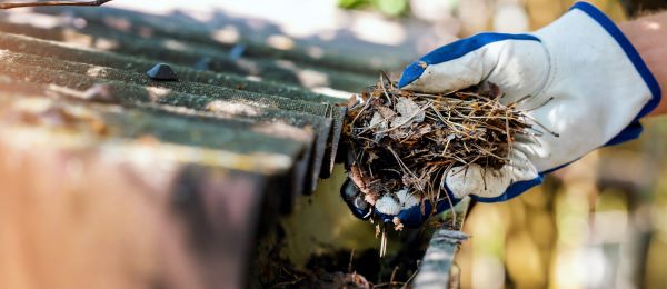 Pine Needle Gutter Cleaning in Westlake